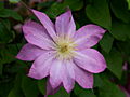 Clematis Asao IMG_6558 Powojnik